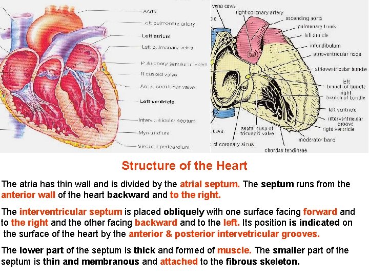 Structure of the Heart The atria has thin wall and is divided by the Structure of the Heart The atria has thin wall and is divided by the
