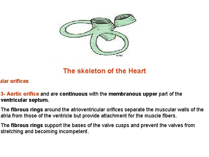 The skeleton of the Heart ular orifices 3 - Aortic orifice and are continuous The skeleton of the Heart ular orifices 3 - Aortic orifice and are continuous
