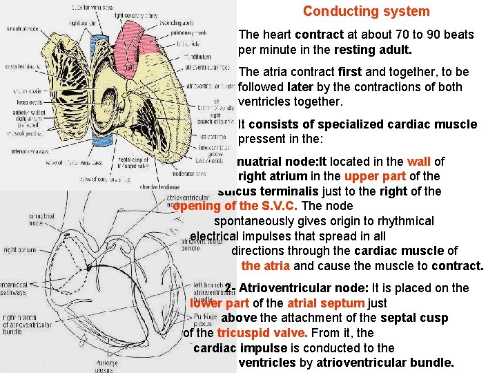 Conducting system The heart contract at about 70 to 90 beats per minute in Conducting system The heart contract at about 70 to 90 beats per minute in