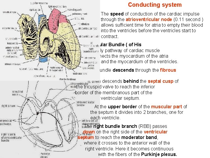 Conducting system The speed of conduction of the cardiac impulse through the atrioventricular node Conducting system The speed of conduction of the cardiac impulse through the atrioventricular node