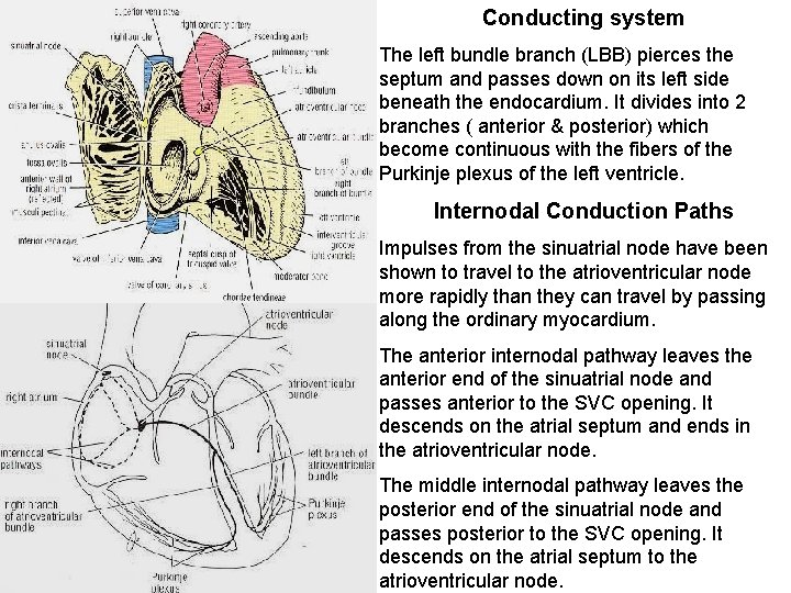Conducting system The left bundle branch (LBB) pierces the septum and passes down on Conducting system The left bundle branch (LBB) pierces the septum and passes down on
