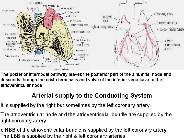 The posterior internodal pathway leaves the posterior part of the sinuatrial node and descends The posterior internodal pathway leaves the posterior part of the sinuatrial node and descends