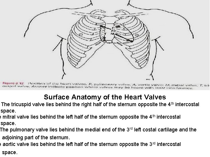 Surface Anatomy of the Heart Valves The tricuspid valve lies behind the right half Surface Anatomy of the Heart Valves The tricuspid valve lies behind the right half