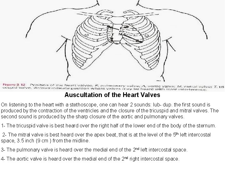 Auscultation of the Heart Valves On listening to the heart with a stethoscope, one Auscultation of the Heart Valves On listening to the heart with a stethoscope, one