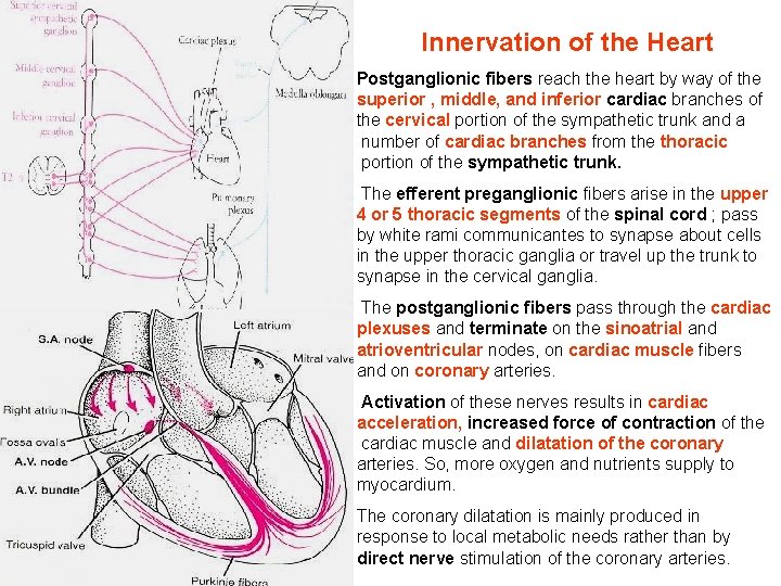 Innervation of the Heart Postganglionic fibers reach the heart by way of the superior Innervation of the Heart Postganglionic fibers reach the heart by way of the superior