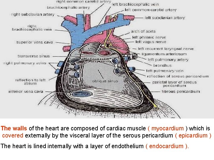 The walls of the heart are composed of cardiac muscle ( myocardium ) which The walls of the heart are composed of cardiac muscle ( myocardium ) which