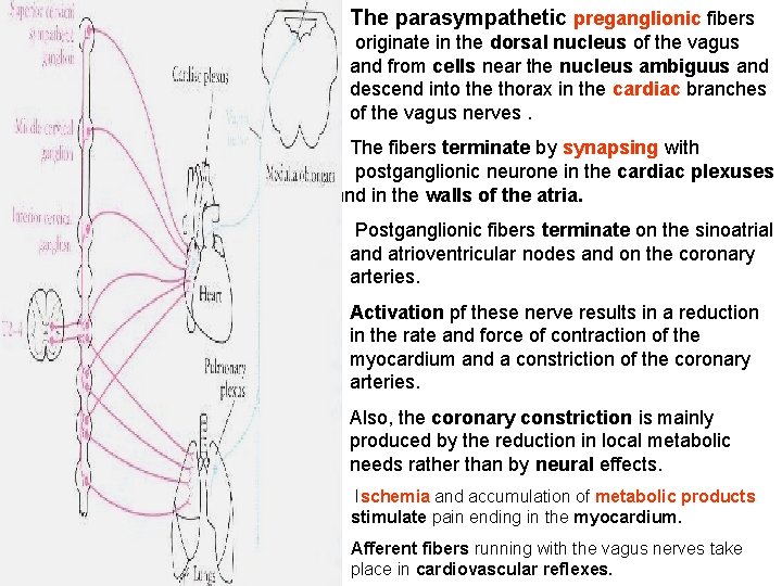 The parasympathetic preganglionic fibers originate in the dorsal nucleus of the vagus and from The parasympathetic preganglionic fibers originate in the dorsal nucleus of the vagus and from