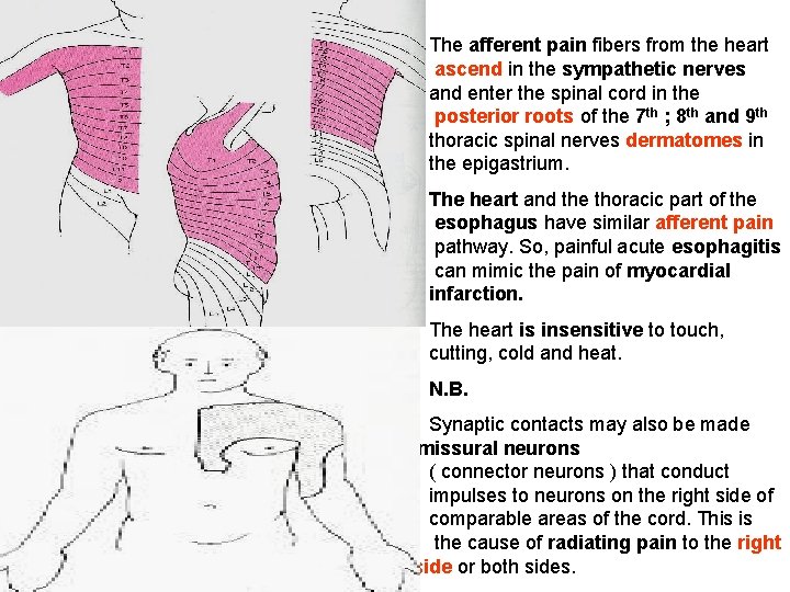 The afferent pain fibers from the heart ascend in the sympathetic nerves and enter The afferent pain fibers from the heart ascend in the sympathetic nerves and enter