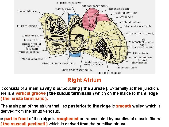 Right Atrium It consists of a main cavity & outpouching ( the auricle ). Right Atrium It consists of a main cavity & outpouching ( the auricle ).