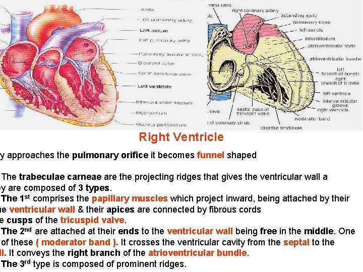 Right Ventricle ty approaches the pulmonary orifice it becomes funnel shaped The trabeculae carneae Right Ventricle ty approaches the pulmonary orifice it becomes funnel shaped The trabeculae carneae