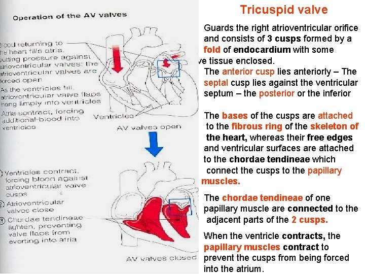 Tricuspid valve Guards the right atrioventricular orifice and consists of 3 cusps formed by Tricuspid valve Guards the right atrioventricular orifice and consists of 3 cusps formed by