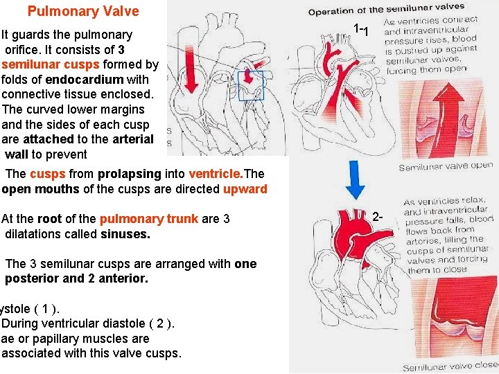 Pulmonary Valve It guards the pulmonary orifice. It consists of 3 semilunar cusps formed Pulmonary Valve It guards the pulmonary orifice. It consists of 3 semilunar cusps formed