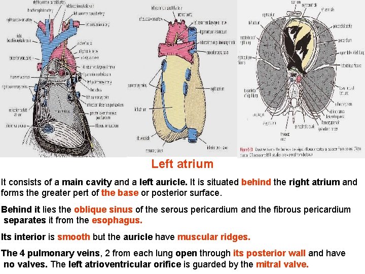 Left atrium It consists of a main cavity and a left auricle. It is Left atrium It consists of a main cavity and a left auricle. It is