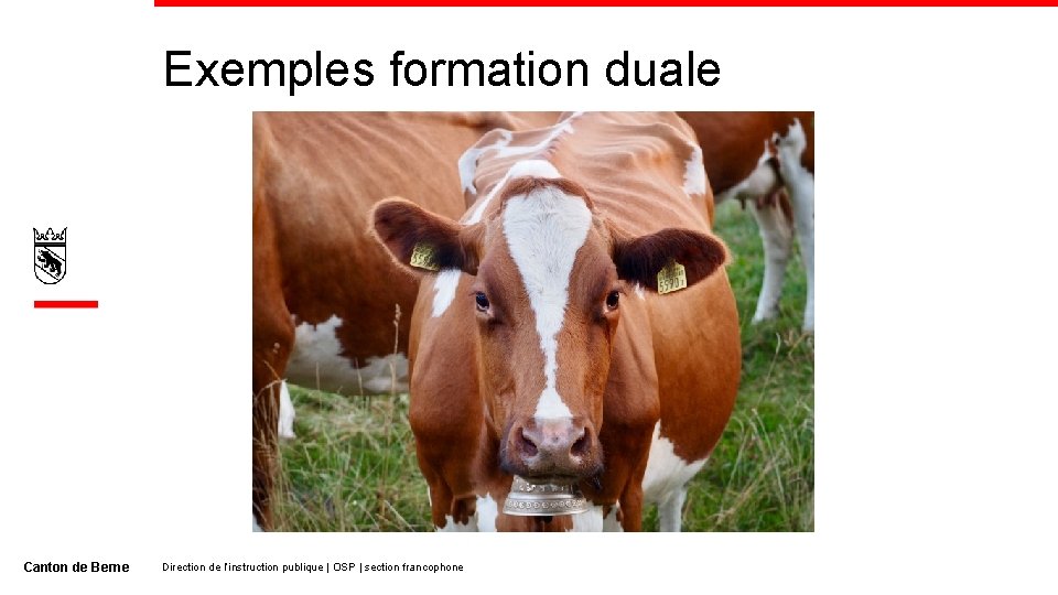 Exemples formation duale Canton de Berne Direction de l’instruction publique | OSP | section