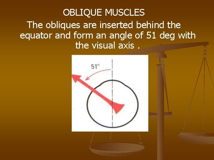 OBLIQUE MUSCLES The obliques are inserted behind the equator and form an angle of