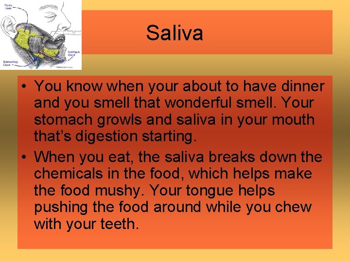 Saliva • You know when your about to have dinner and you smell that Saliva • You know when your about to have dinner and you smell that