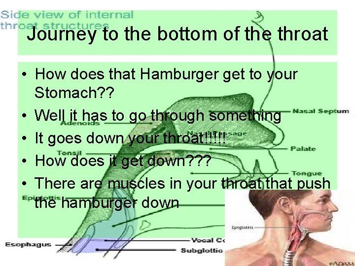 Journey to the bottom of the throat • How does that Hamburger get to Journey to the bottom of the throat • How does that Hamburger get to