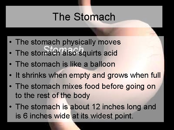 The Stomach • • • The stomach physically moves The stomach also squirts acid The Stomach • • • The stomach physically moves The stomach also squirts acid