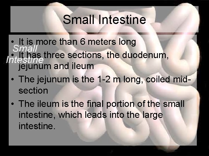 Small Intestine • It is more than 6 meters long • It has three Small Intestine • It is more than 6 meters long • It has three