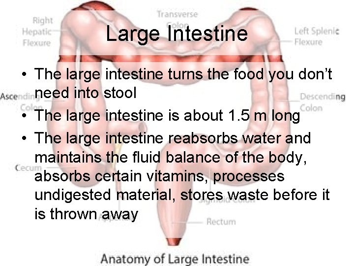 Large Intestine • The large intestine turns the food you don’t need into stool Large Intestine • The large intestine turns the food you don’t need into stool