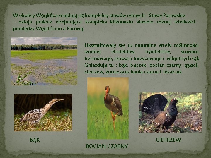 W okolicy Węglińca znajdują się kompleksy stawów rybnych – Stawy Parowskie - ostoja ptaków