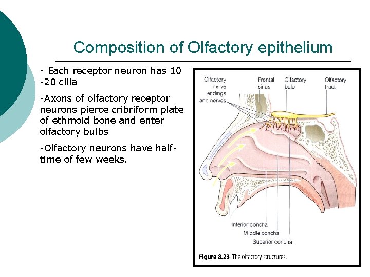 Composition of Olfactory epithelium - Each receptor neuron has 10 -20 cilia -Axons of