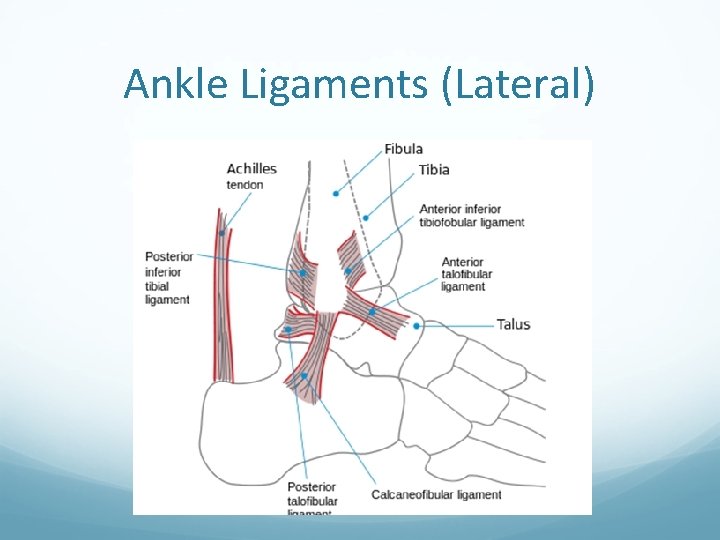 Ankle Ligaments (Lateral) 