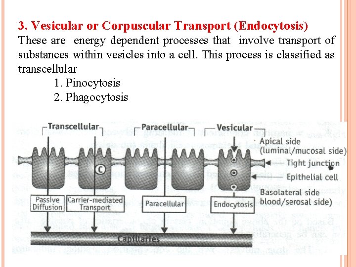 3. Vesicular or Corpuscular Transport (Endocytosis) These are energy dependent processes that involve transport 3. Vesicular or Corpuscular Transport (Endocytosis) These are energy dependent processes that involve transport