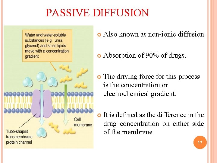 PASSIVE DIFFUSION Also known as non-ionic diffusion. Absorption of 90% of drugs. The driving PASSIVE DIFFUSION Also known as non-ionic diffusion. Absorption of 90% of drugs. The driving