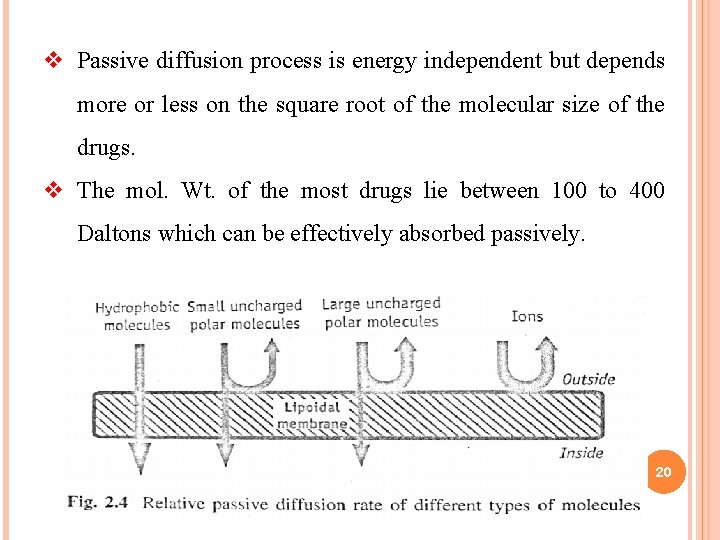 v Passive diffusion process is energy independent but depends more or less on the v Passive diffusion process is energy independent but depends more or less on the