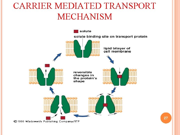 CARRIER MEDIATED TRANSPORT MECHANISM 27 CARRIER MEDIATED TRANSPORT MECHANISM 27