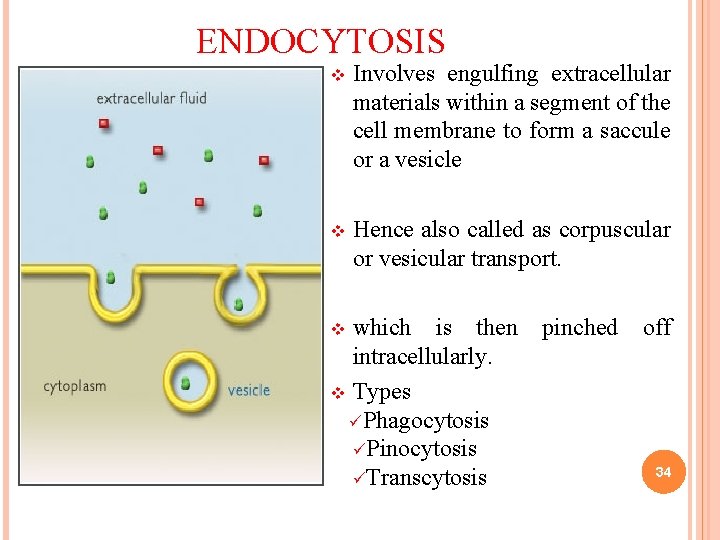 ENDOCYTOSIS v Involves engulfing extracellular materials within a segment of the cell membrane to ENDOCYTOSIS v Involves engulfing extracellular materials within a segment of the cell membrane to