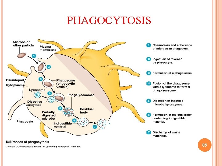 PHAGOCYTOSIS 35 PHAGOCYTOSIS 35