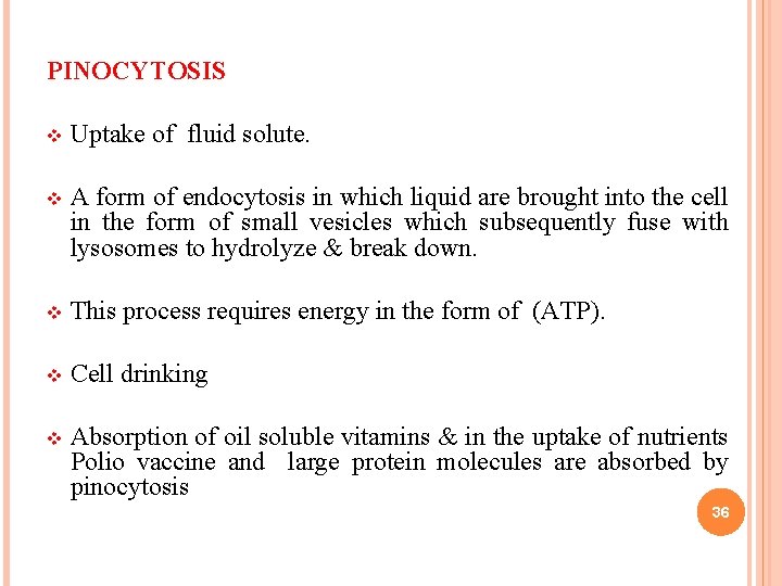 PINOCYTOSIS v Uptake of fluid solute. v A form of endocytosis in which liquid PINOCYTOSIS v Uptake of fluid solute. v A form of endocytosis in which liquid