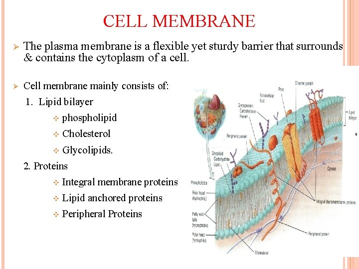 CELL MEMBRANE Ø The plasma membrane is a flexible yet sturdy barrier that surrounds CELL MEMBRANE Ø The plasma membrane is a flexible yet sturdy barrier that surrounds