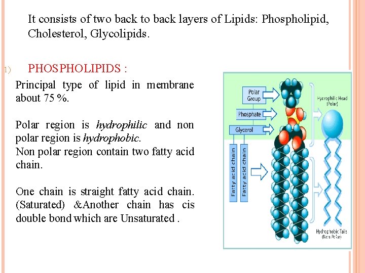 It consists of two back to back layers of Lipids: Phospholipid, Cholesterol, Glycolipids. 1) It consists of two back to back layers of Lipids: Phospholipid, Cholesterol, Glycolipids. 1)