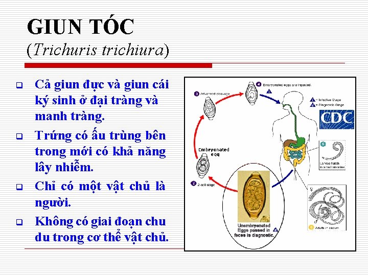 GIUN TÓC (Trichuris trichiura) q q Cả giun đực và giun cái ký sinh