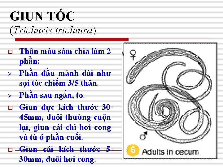 GIUN TÓC (Trichuris trichiura) o Ø Ø o o Thân màu sám chia làm