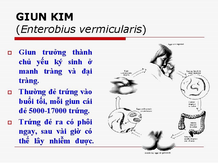 GIUN KIM (Enterobius vermicularis) o o o Giun trưởng thành chủ yếu ký sinh