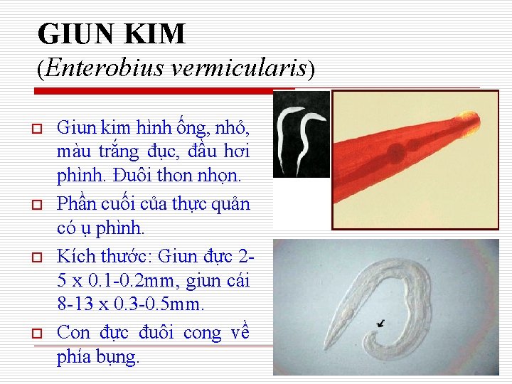 GIUN KIM (Enterobius vermicularis) o o Giun kim hình ống, nhỏ, màu trắng đục,