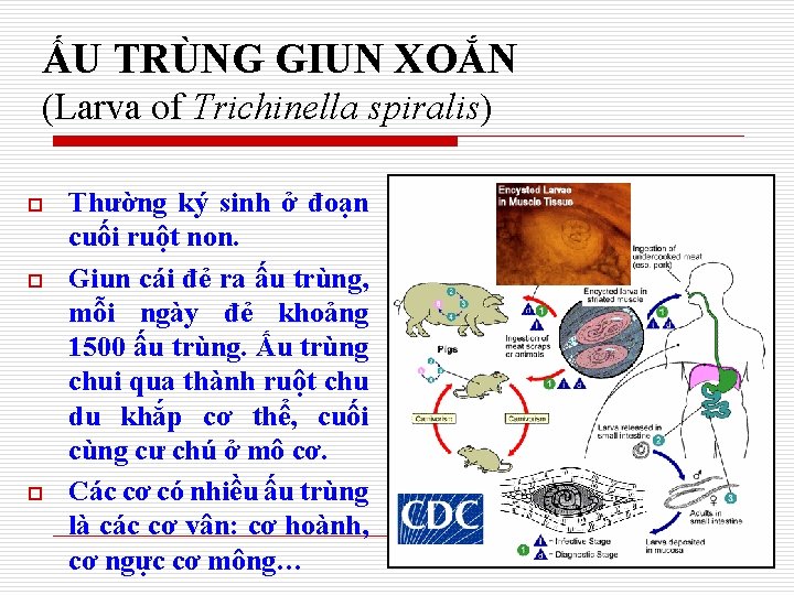 ẤU TRÙNG GIUN XOẮN (Larva of Trichinella spiralis) o o o Thường ký sinh