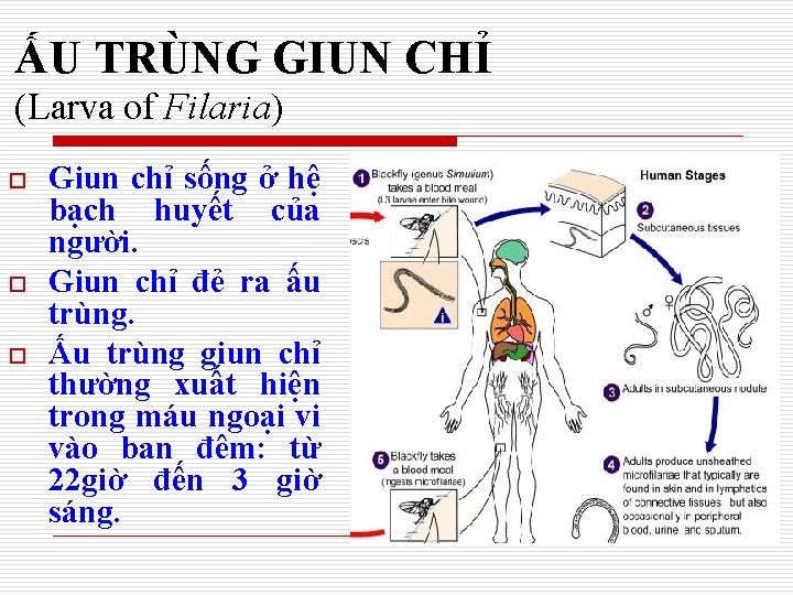 ẤU TRÙNG GIUN CHỈ (Larva of Filaria) o o o Giun chỉ sống ở