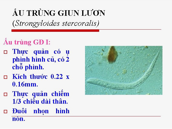 ẤU TRÙNG GIUN LƯƠN (Strongyloides stercoralis) Ấu trùng GĐ I: o Thực quản có