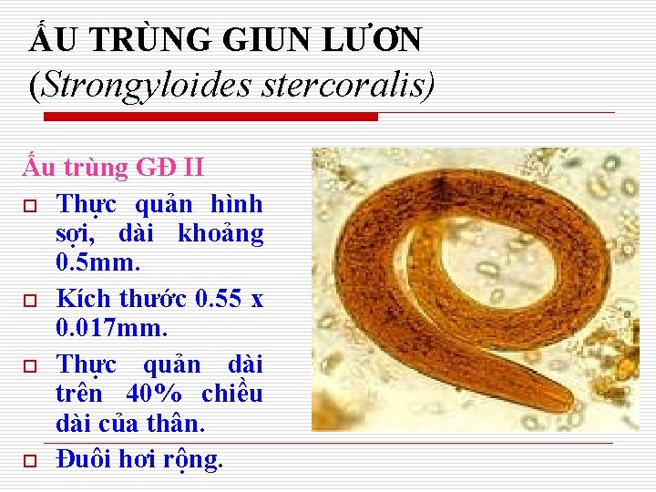 ẤU TRÙNG GIUN LƯƠN (Strongyloides stercoralis) Ấu trùng GĐ II o Thực quản hình