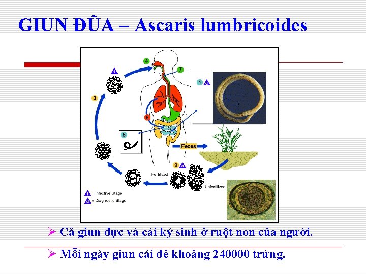 GIUN ĐŨA – Ascaris lumbricoides Ø Cả giun đực và cái ký sinh ở