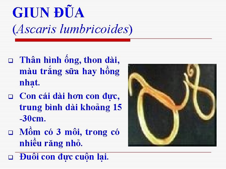 GIUN ĐŨA (Ascaris lumbricoides) q q Thân hình ống, thon dài, màu trắng sữa