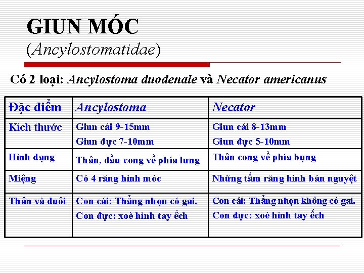 GIUN MÓC (Ancylostomatidae) Có 2 loại: Ancylostoma duodenale và Necator americanus Đặc điểm Ancylostoma