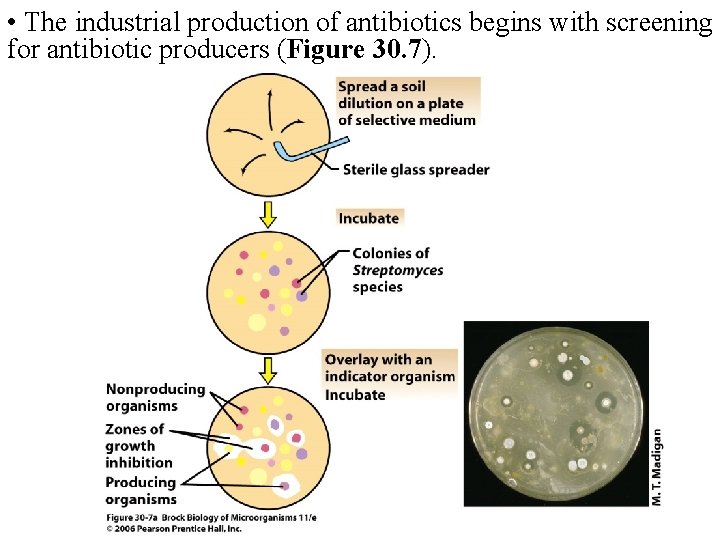  • The industrial production of antibiotics begins with screening for antibiotic producers (Figure