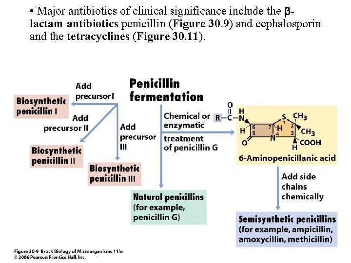  • Major antibiotics of clinical significance include the lactam antibiotics penicillin (Figure 30.