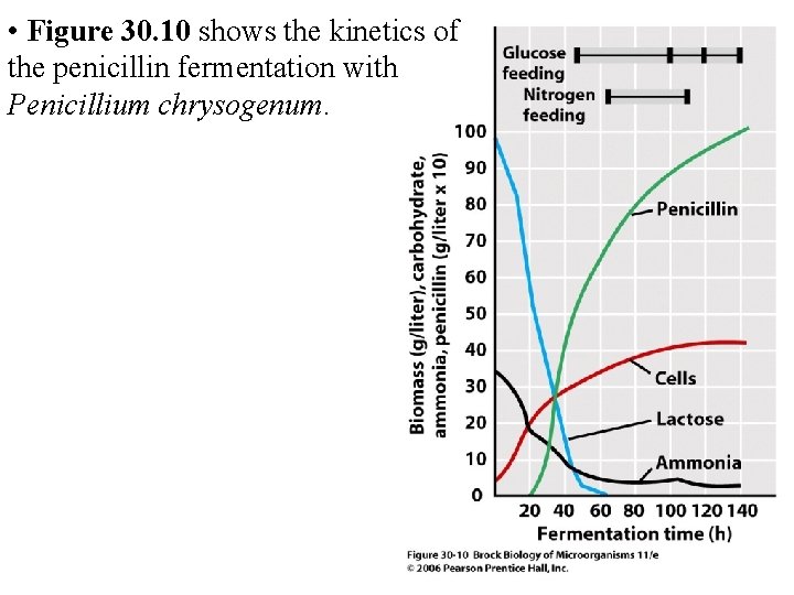  • Figure 30. 10 shows the kinetics of the penicillin fermentation with Penicillium